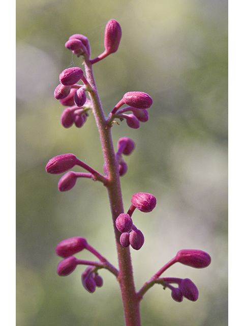 Aesculus pavia var. pavia (Scarlet buckeye) #26704