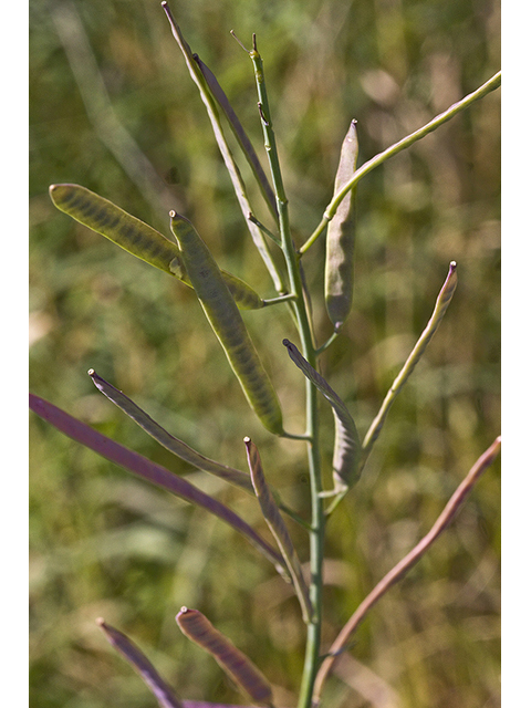 Arabis petiolaris (Brazos rockcress) #26712