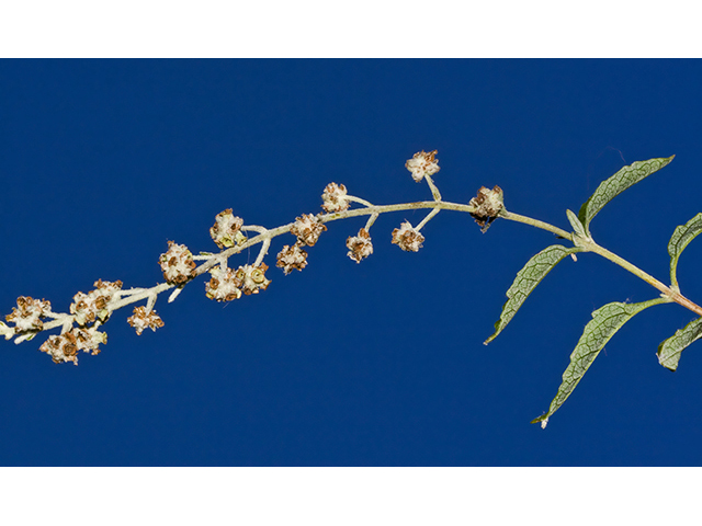 Buddleja racemosa ssp. racemosa (Wand butterflybush) #26724