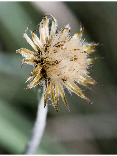 Chaptalia texana (Texas silverpuff) #26736