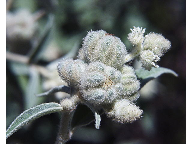 Croton capitatus (Hogwort) #26760