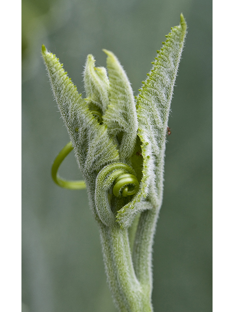 Cucurbita foetidissima (Stinking gourd) #26763