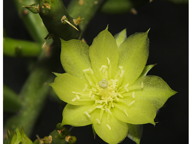 Cylindropuntia leptocaulis (Tasajillo) #26764