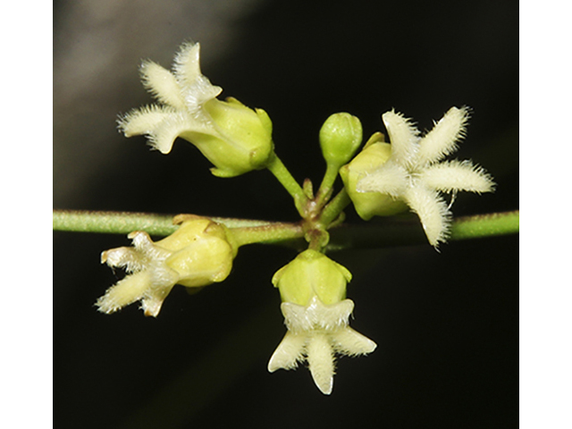 Cynanchum barbigerum (Bearded swallow-wort) #26765