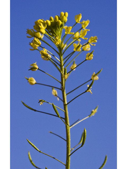 Descurainia pinnata (Western tansymustard) #26769