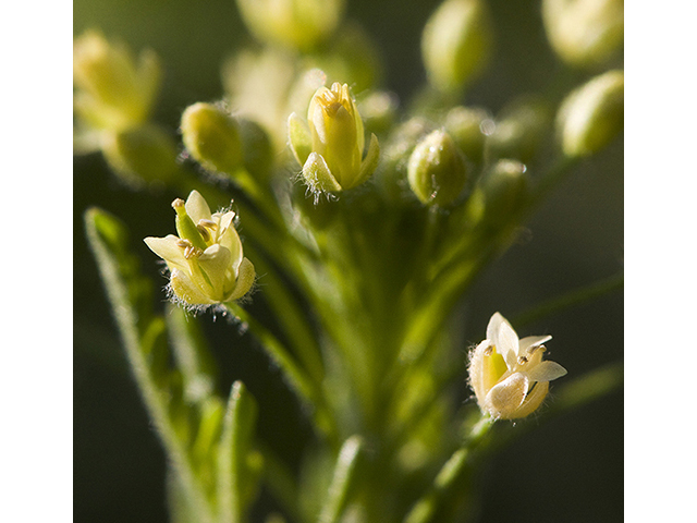 Descurainia pinnata (Western tansymustard) #26770