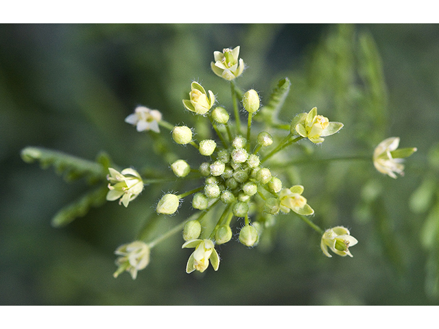 Descurainia pinnata (Western tansymustard) #26771