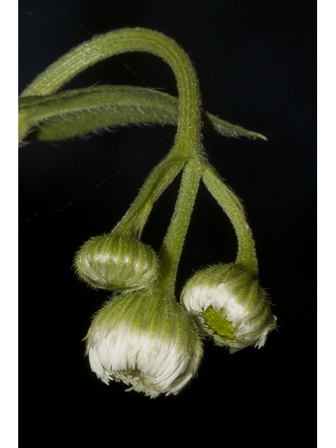 Erigeron philadelphicus (Philadelphia fleabane) #26776