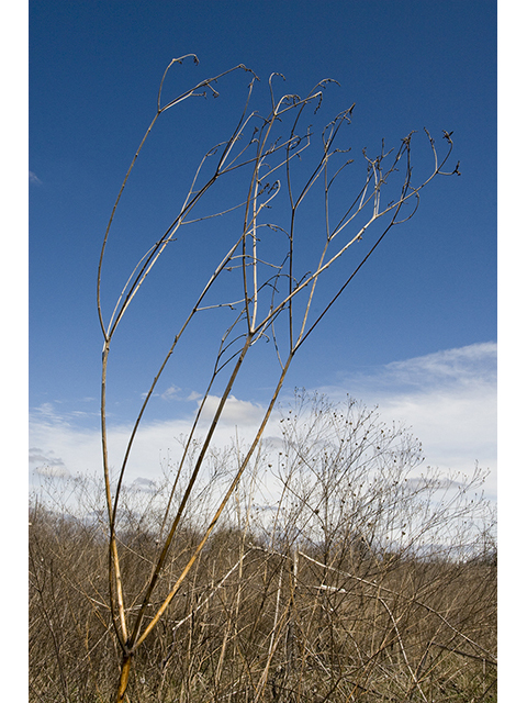 Euphorbia bicolor (Snow on the prairie) #26780