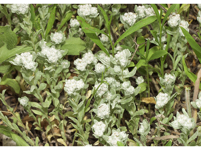 Evax verna (Spring pygmycudweed) #26784