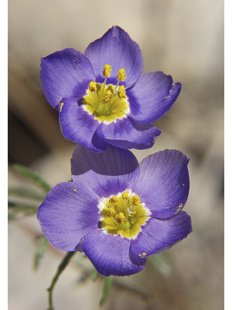 Giliastrum rigidulum (Bluebowls) #26794