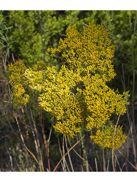 Paronychia virginica (Whitlow-wort) #26795