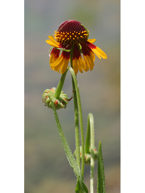 Helenium quadridentatum (Longdisk sneezeweed) #26798