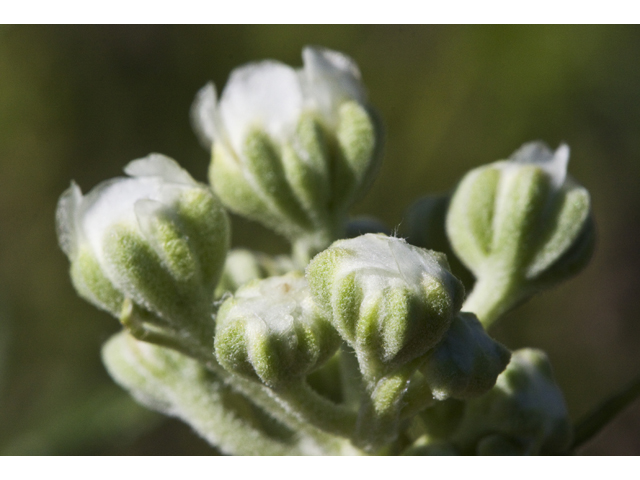 Hymenopappus scabiosaeus var. corymbosus (Carolina woollywhite) #27620