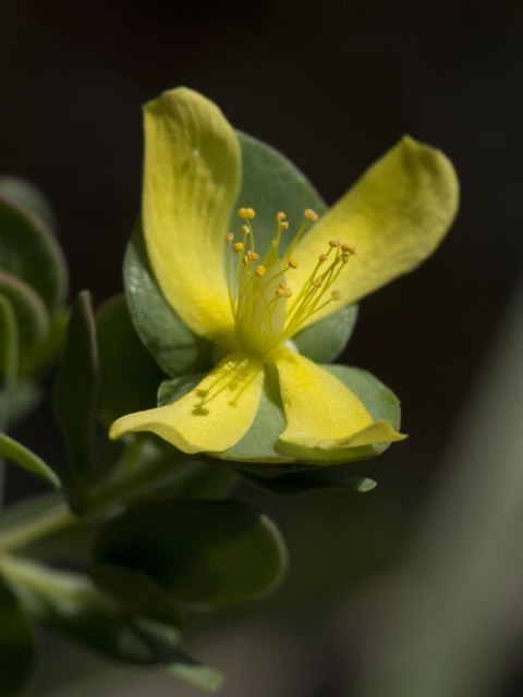 Hypericum hypericoides (St. andrew's-cross) #27621