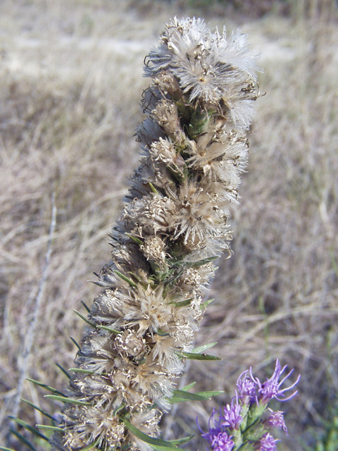 Liatris punctata var. mucronata (Texas gayfeather) #27632