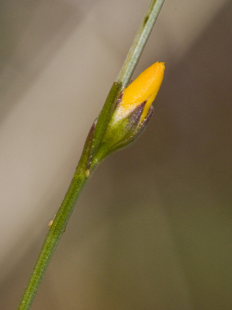 Linum rupestre (Rock flax) #27634