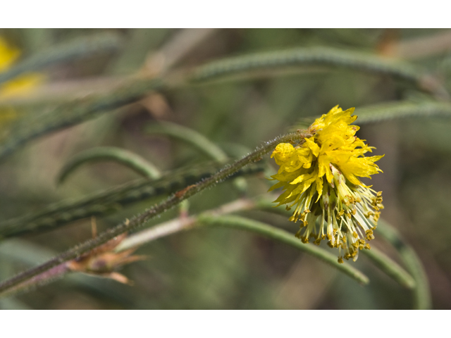 Neptunia pubescens (Tropical puff) #27638