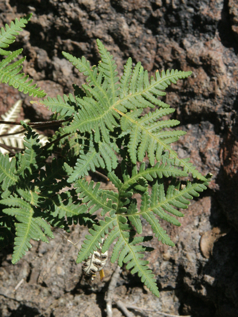 Notholaena standleyi (Star cloak fern) #27640