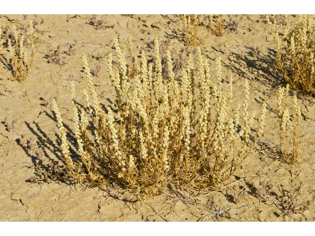 Oligomeris linifolia (Lineleaf whitepuff) #27642