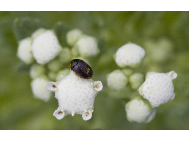 Parthenium confertum (Gray's feverfew) #27648