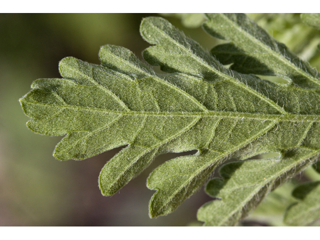 Parthenium confertum (Gray's feverfew) #27650