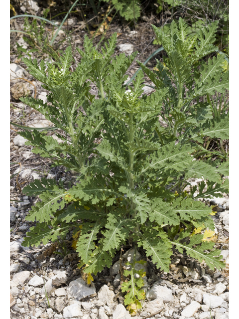 Parthenium confertum (Gray's feverfew) #27651