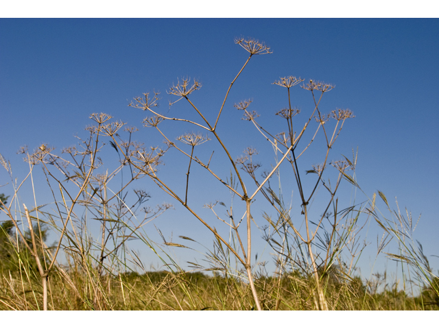 Polytaenia texana (Texas prairie parsley) #27658