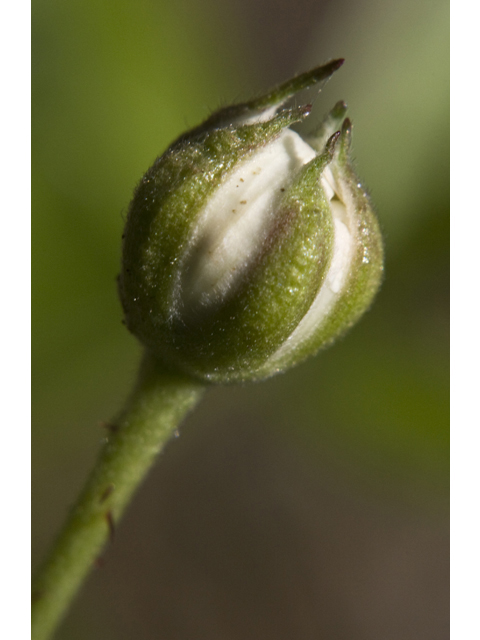 Rubus trivialis (Southern dewberry) #27666