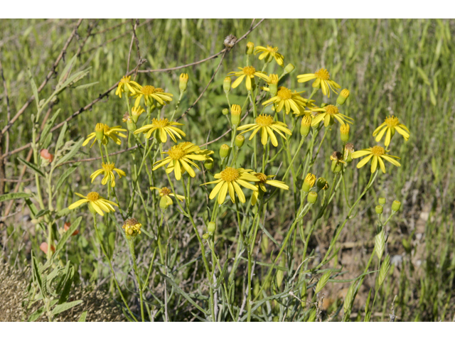 Senecio flaccidus (Threadleaf ragwort) #27673