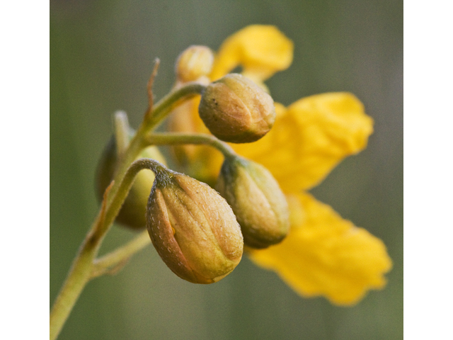 Senna lindheimeriana (Lindheimer's senna) #27677