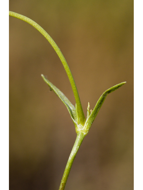 Silene antirrhina (Sleepy silene) #27678