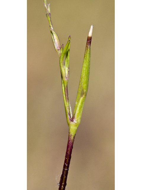 Silene antirrhina (Sleepy silene) #27679