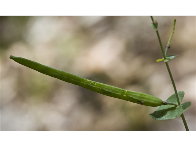 Streptanthus bracteatus (Bracted twistflower) #27692