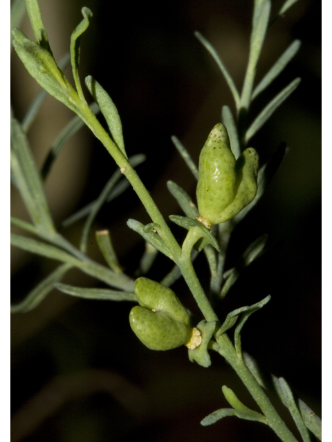 Thamnosma texana (Texas desert-rue) #27698