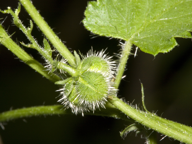 Tragia betonicifolia (Betonyleaf noseburn) #27706