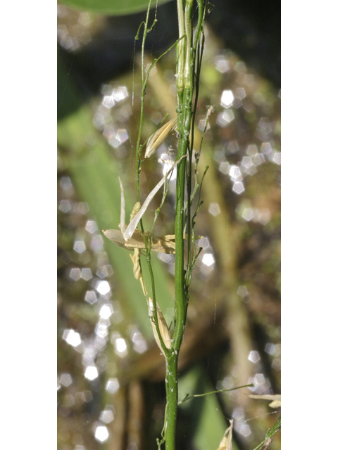 Zizania texana (Texas wildrice) #27728