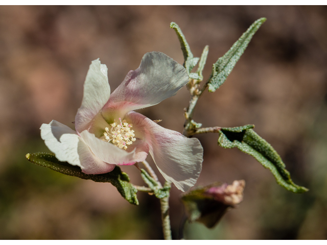 Malvella sagittifolia (Arrow-leaf mallow) #46851