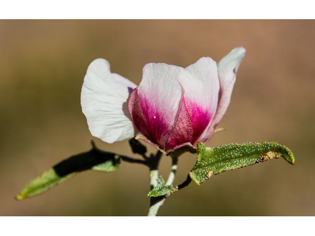 Malvella sagittifolia (Arrow-leaf mallow) #46852