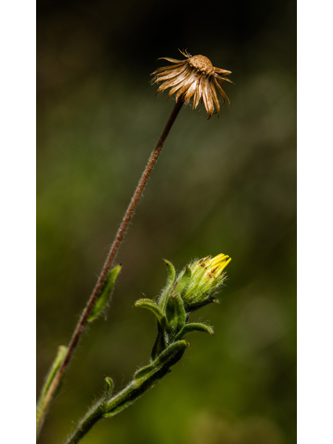 Chrysopsis pilosa (Soft goldenaster) #59263