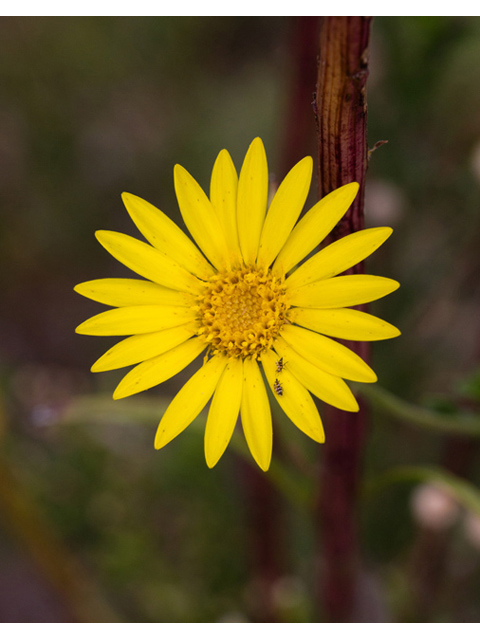 Chrysopsis pilosa (Soft goldenaster) #59265