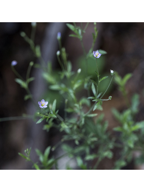 Giliastrum incisum (Splitleaf gilia) #59269