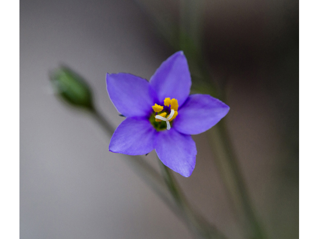 Giliastrum incisum (Splitleaf gilia) #59270