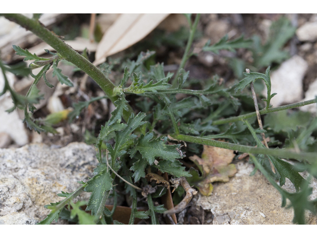 Giliastrum incisum (Splitleaf gilia) #59271