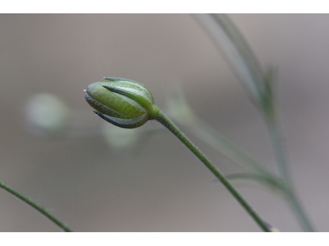 Giliastrum incisum (Splitleaf gilia) #59272