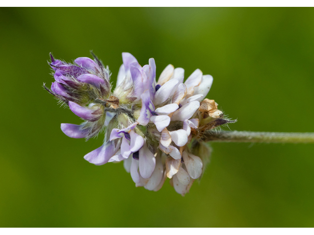 Orbexilum pedunculatum (Sampson's snakeroot) #59281