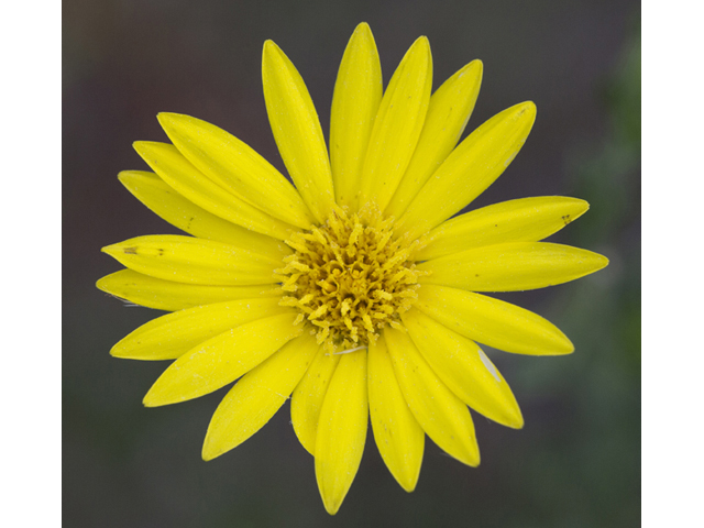 Chrysopsis pilosa (Soft goldenaster) #59288