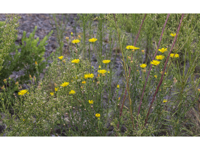 Chrysopsis pilosa (Soft goldenaster) #59289