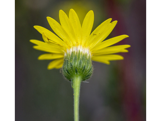 Chrysopsis pilosa (Soft goldenaster) #59290