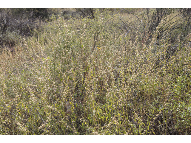 Sphaeralcea incana ssp. incana (Gray globemallow) #59292